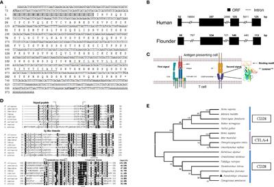 The Expression of CD28 and Its Synergism on the Immune Response of Flounder (Paralichthys olivaceus) to Thymus-Dependent Antigen